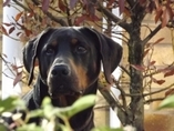 EU-vragen over ‘wildwestpraktijken’ met Roemeense straathonden