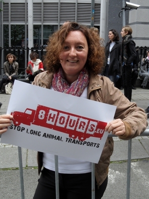 Europees Parlement stemt over diertransporten